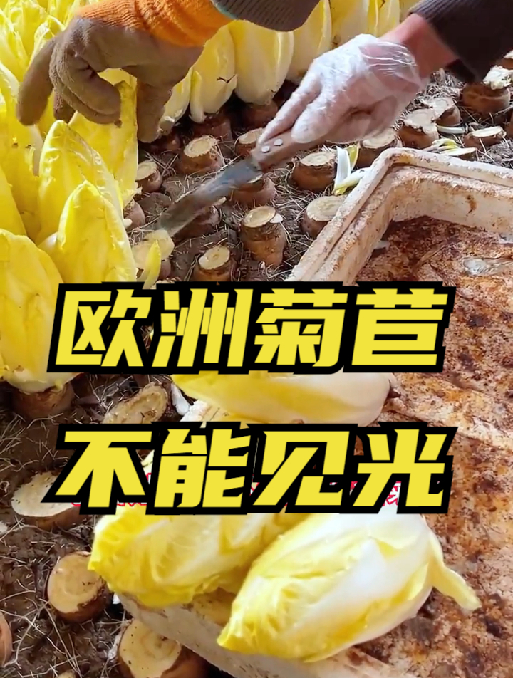这种菜原产地来自欧洲,长得像白菜心,菜农:这可不是白菜