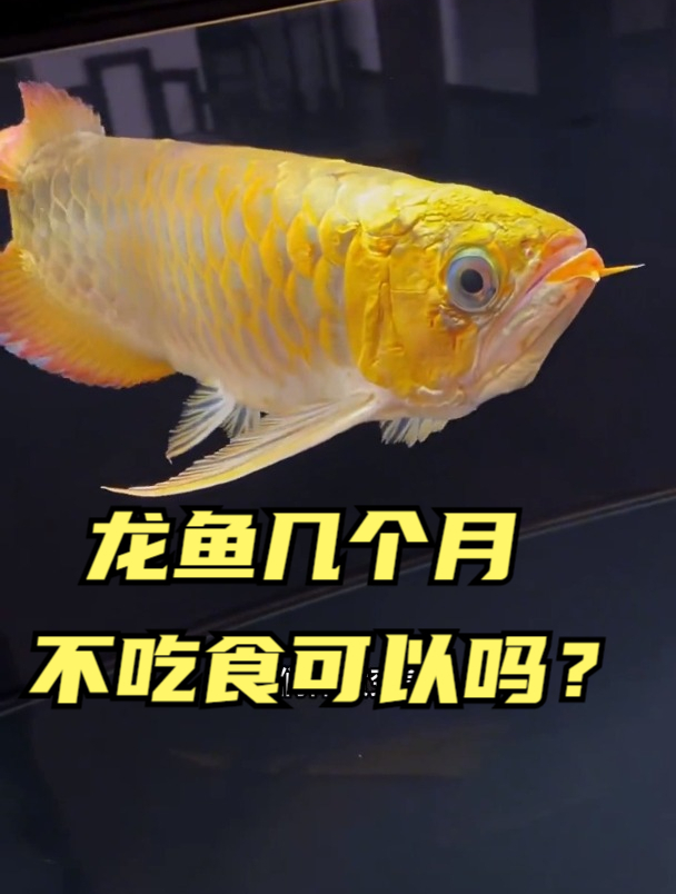 龙鱼连续几个月都不吃食会不会饿死?