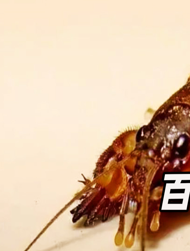农村最常见的害虫,看见就要踩死的蝼蛄,如今卖到百元一斤?