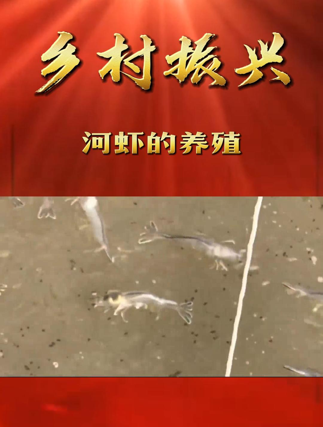 「乡村振兴」河虾的养殖技巧