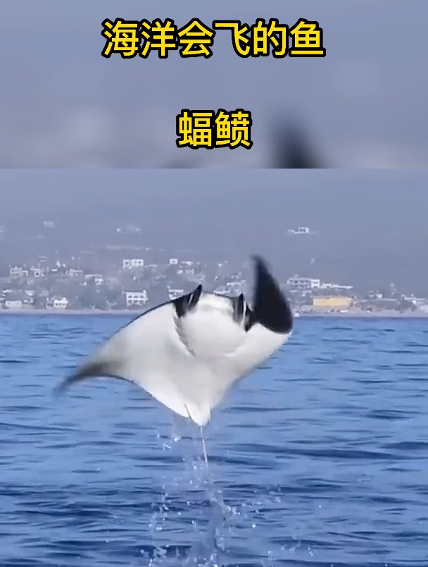 海洋会飞的鱼它叫蝠鲼