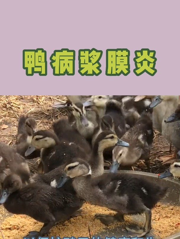 鸭病浆膜炎用什么药治疗好