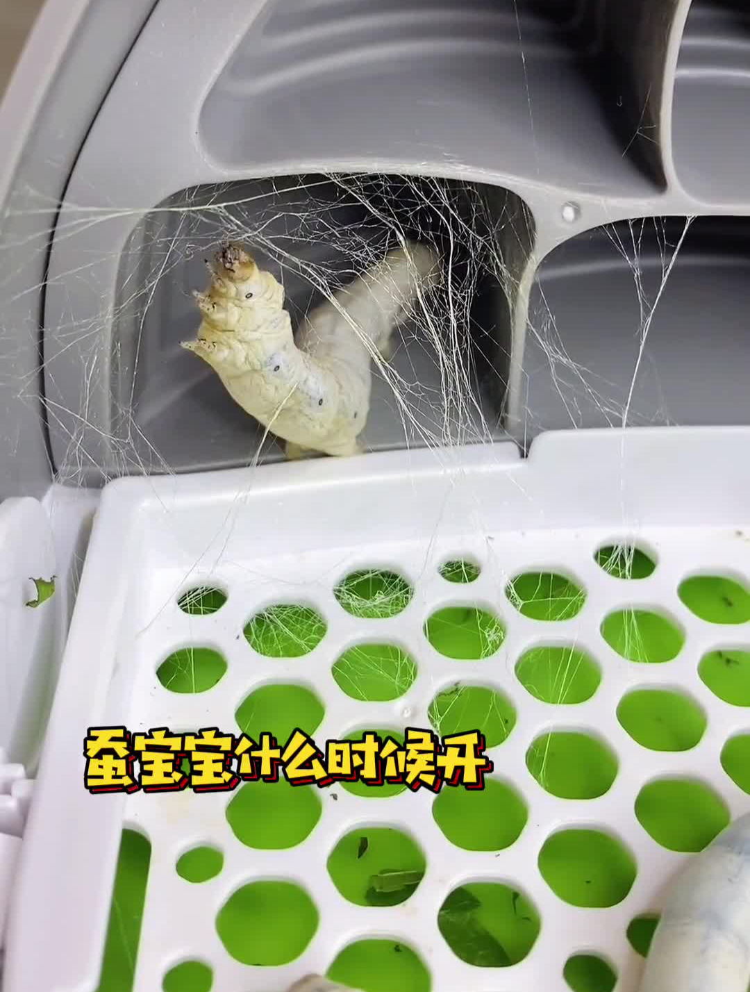 养蚕小知识:蚕宝宝什么时候开始吐丝?