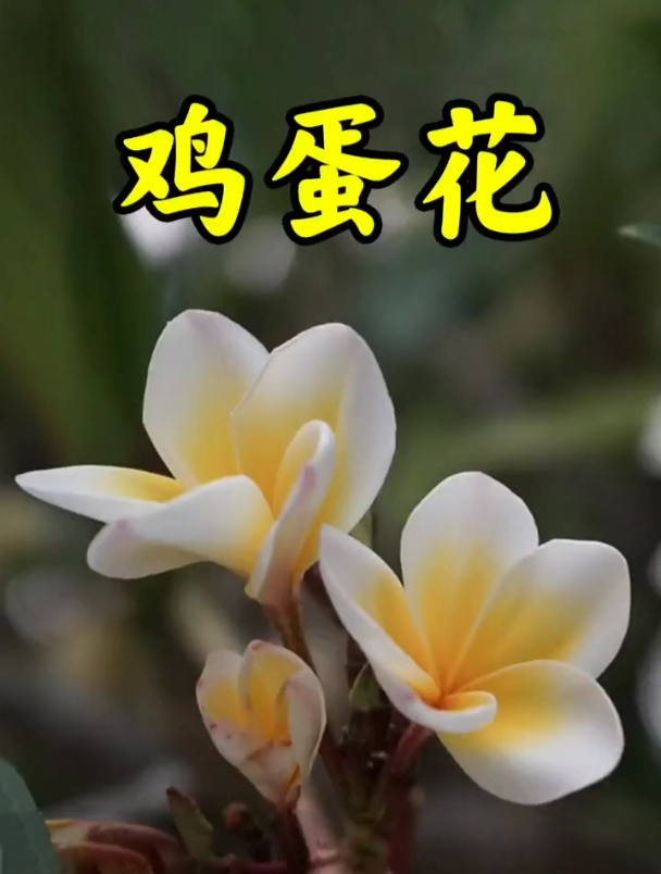 鸡蛋花很漂亮,但汁液不要接触哦!