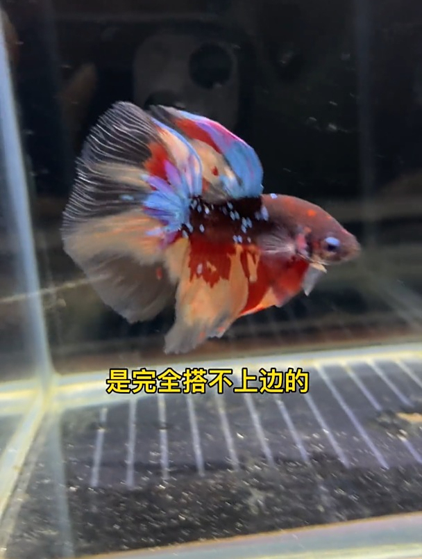 斗鱼究竟会不会被淹死?