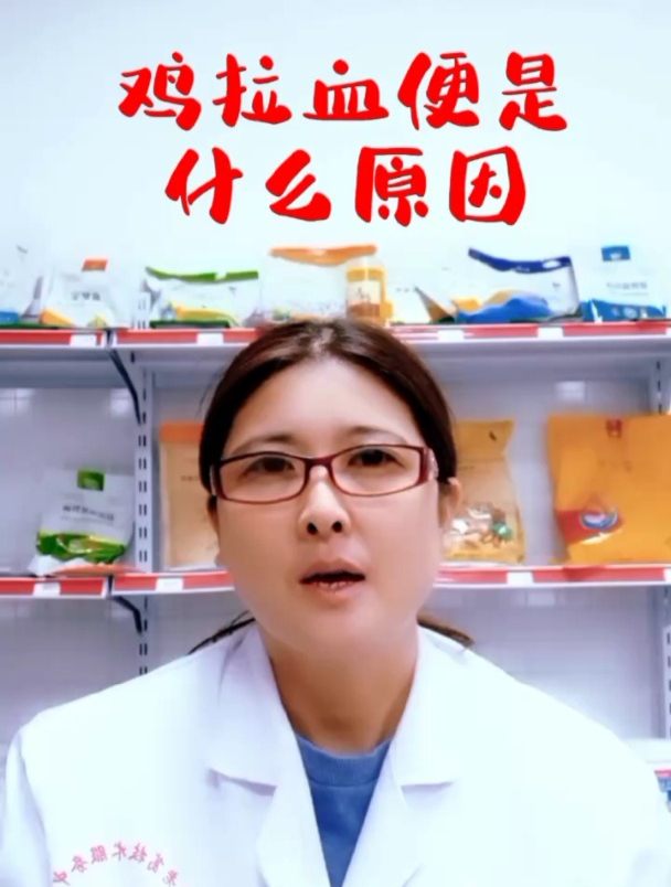 禽医玲兰姐谈鸡拉血便是怎么回事