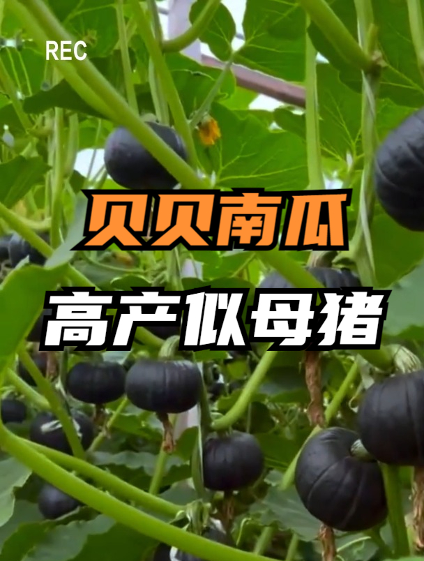 比蛋黄还要去软糯的南瓜,九成人没吃过,营养丰富,市场价值高!
