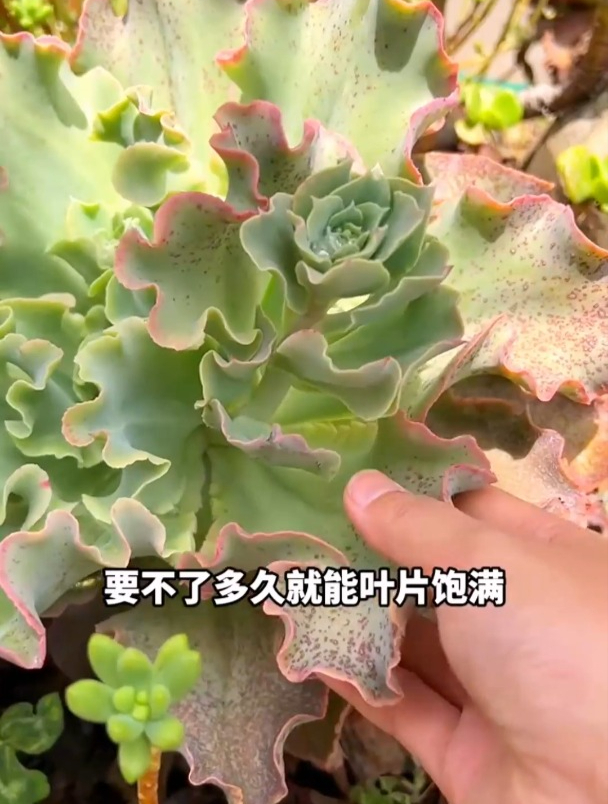 家里养的多肉枯黄焦尖掉叶子怎么办?教你一招轻松化解难题!