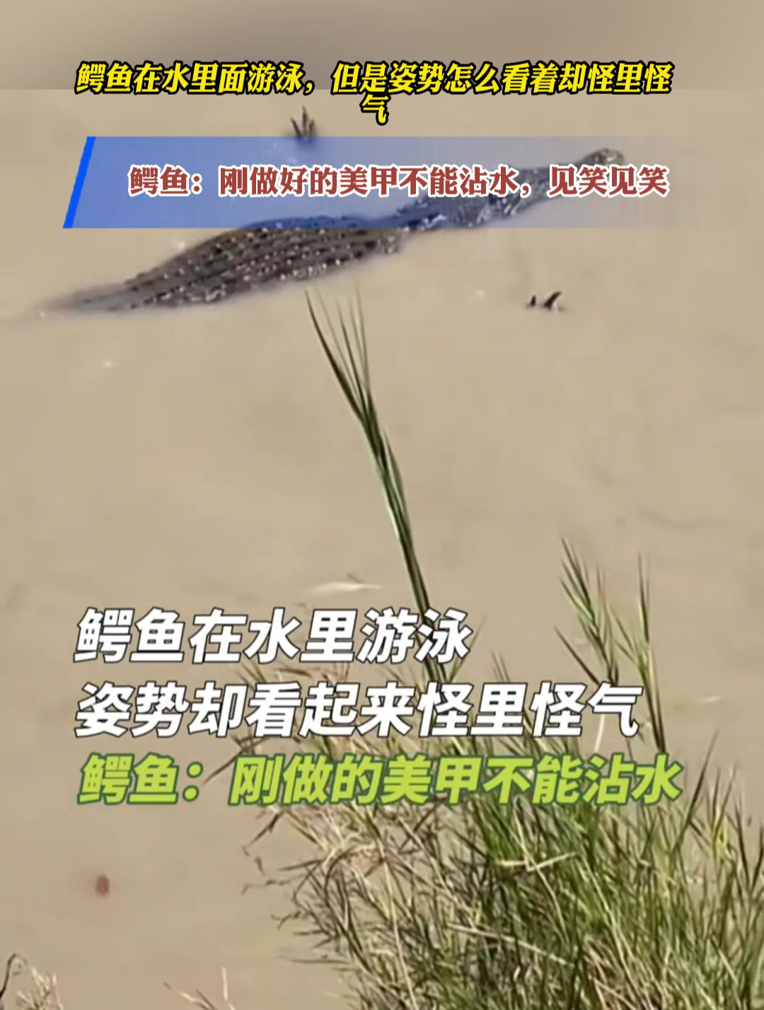 鳄鱼在水里面游泳,但是姿势怎么看着却怪里怪气
