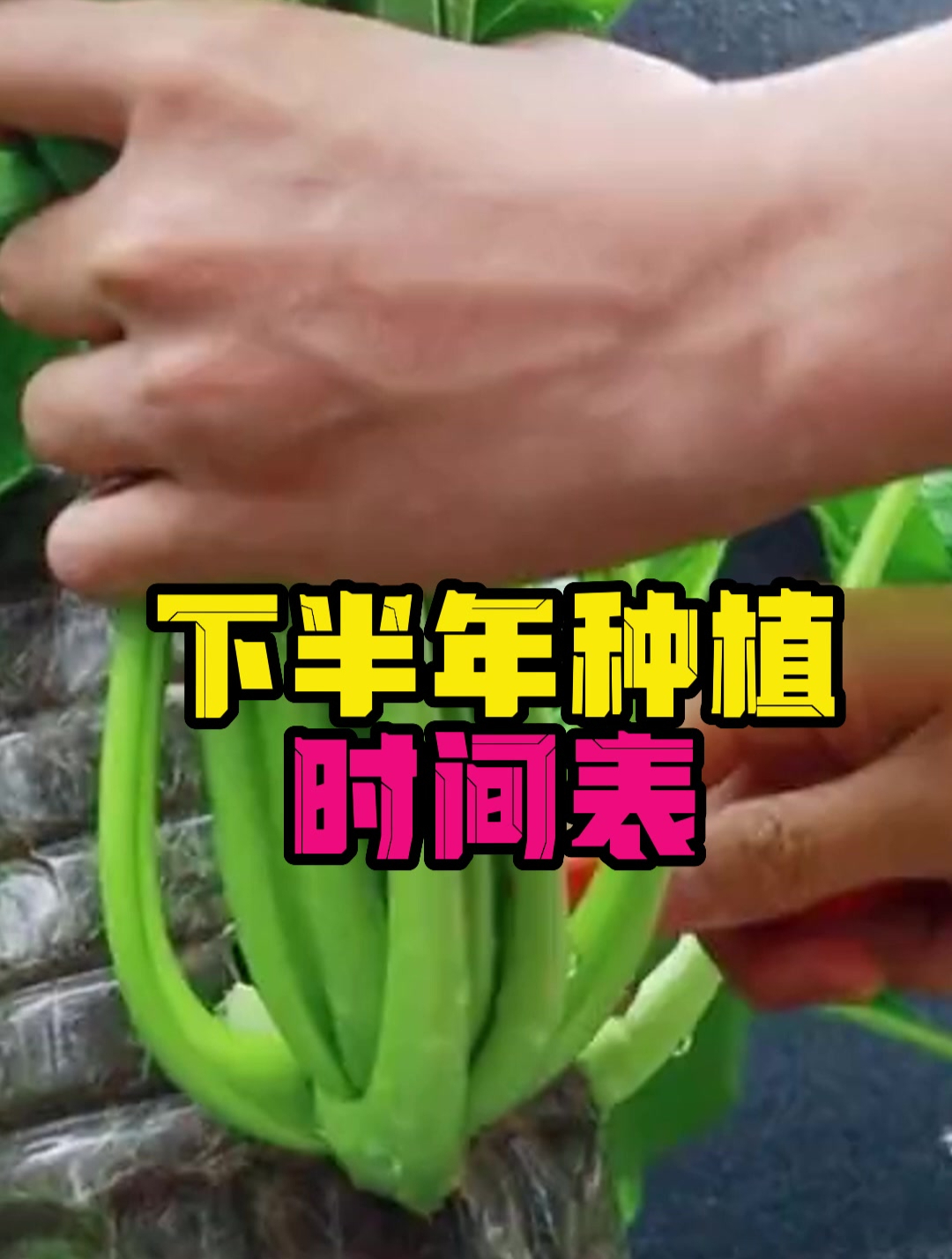最全——蔬菜种植时间表!