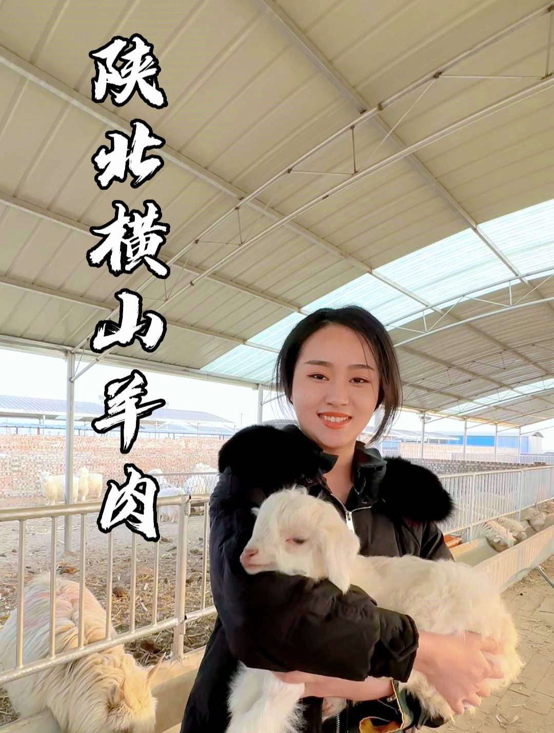 鲜香无膻的陕北横山羊肉,你想吃吗?