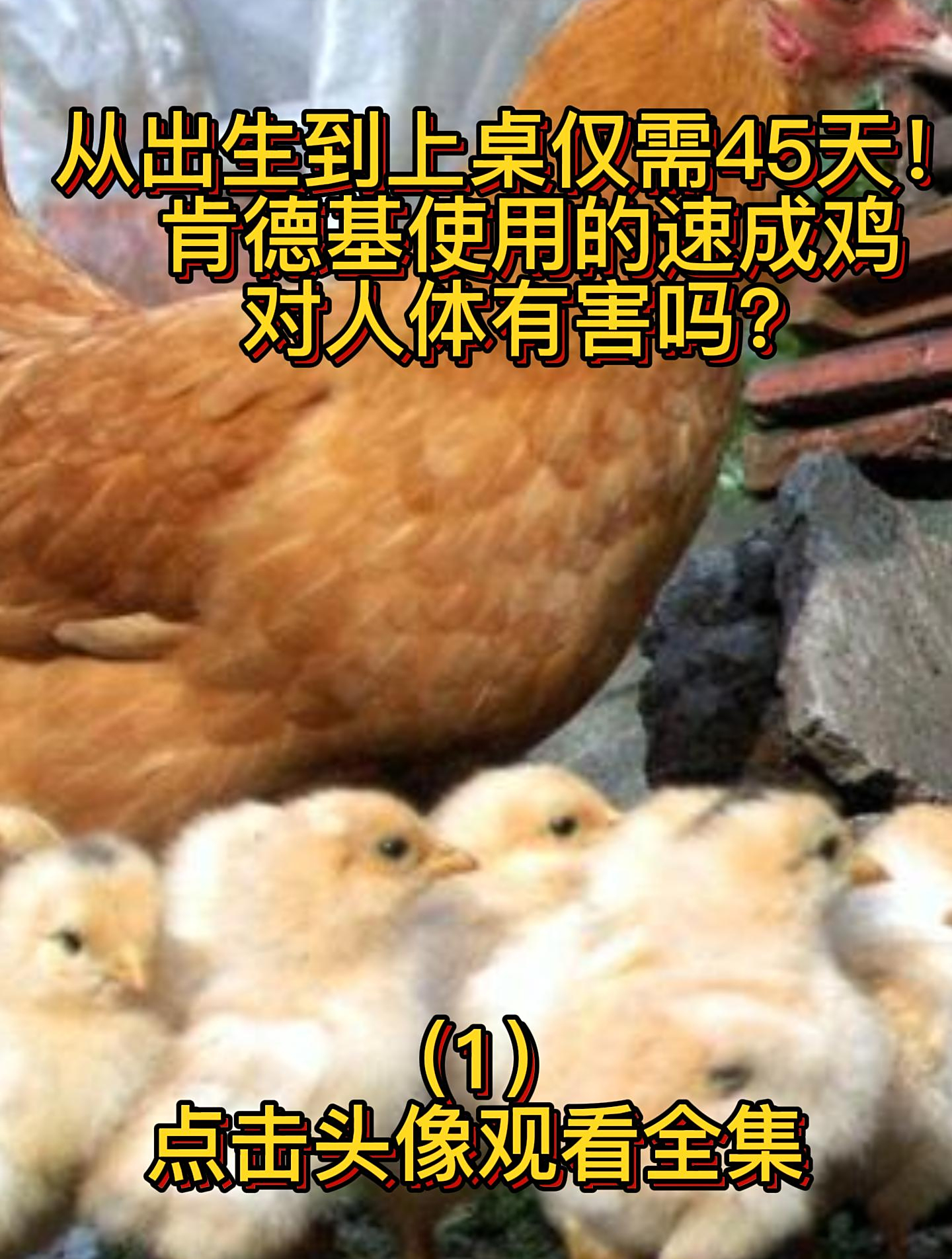 从出生到上桌仅需45天!肯德基使用的速成鸡,对人体有害吗(1)