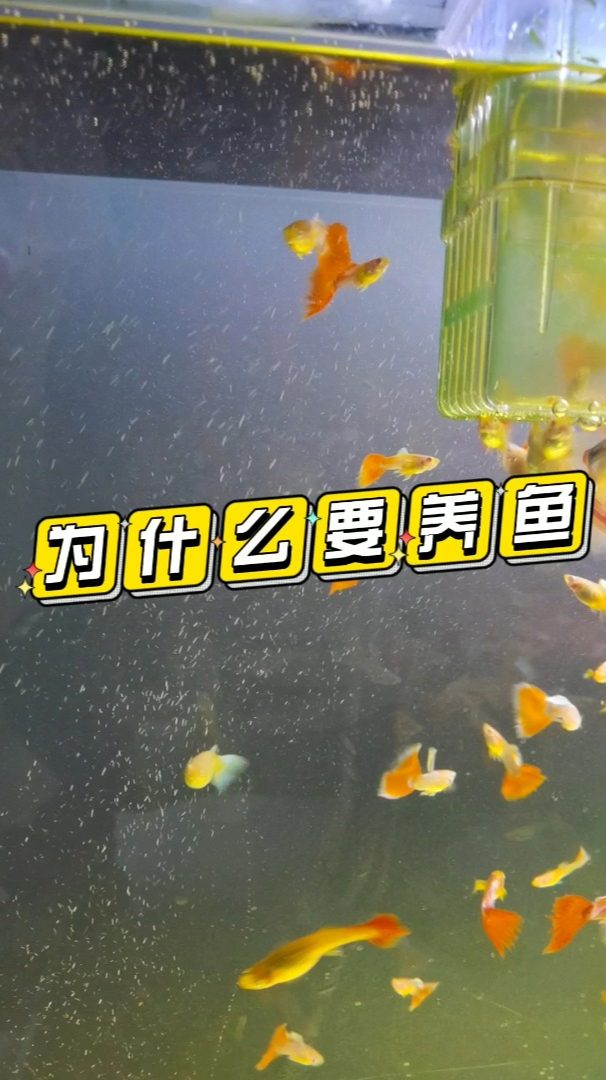 我为什么要养热带鱼