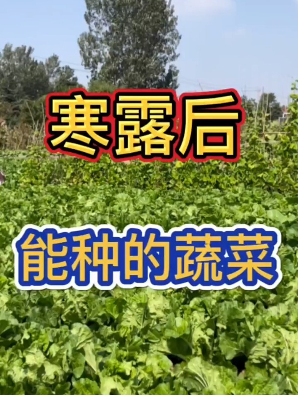 寒露后能种的蔬菜,纯天然绿色蔬菜