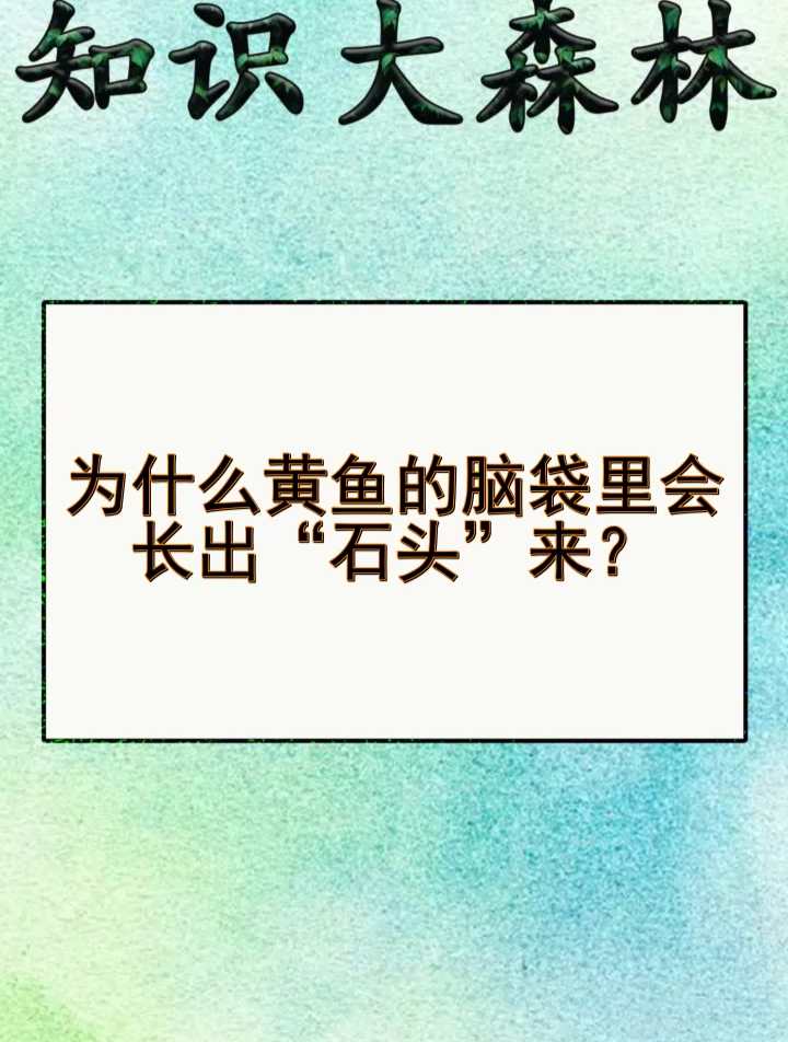 为什么黄鱼的脑袋里会长出“石头”来?