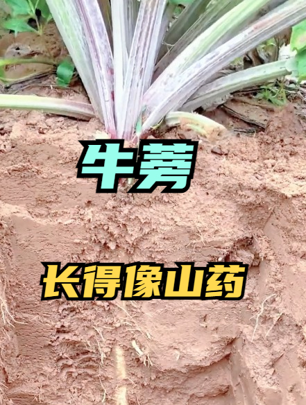 长得像山药的“牛蒡”很多人不知其价值,营养丰富可与人参媲美!