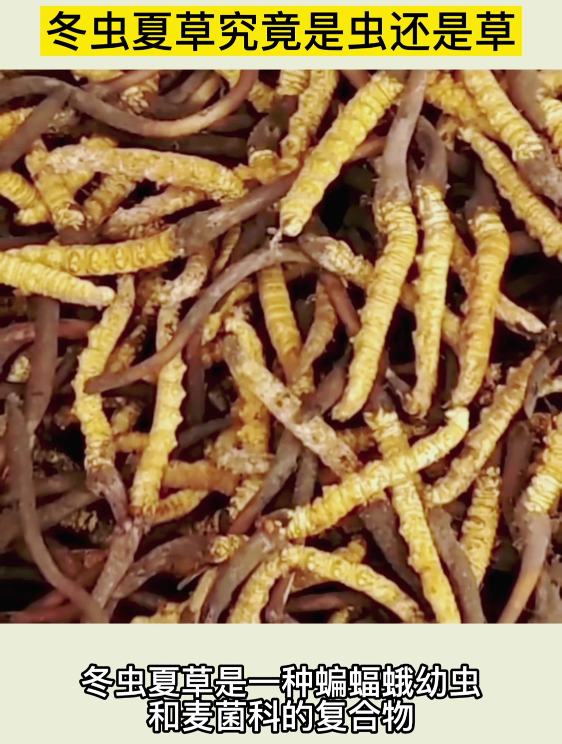 冬虫夏草到底是虫还是草?一起来看看它的形成过程!