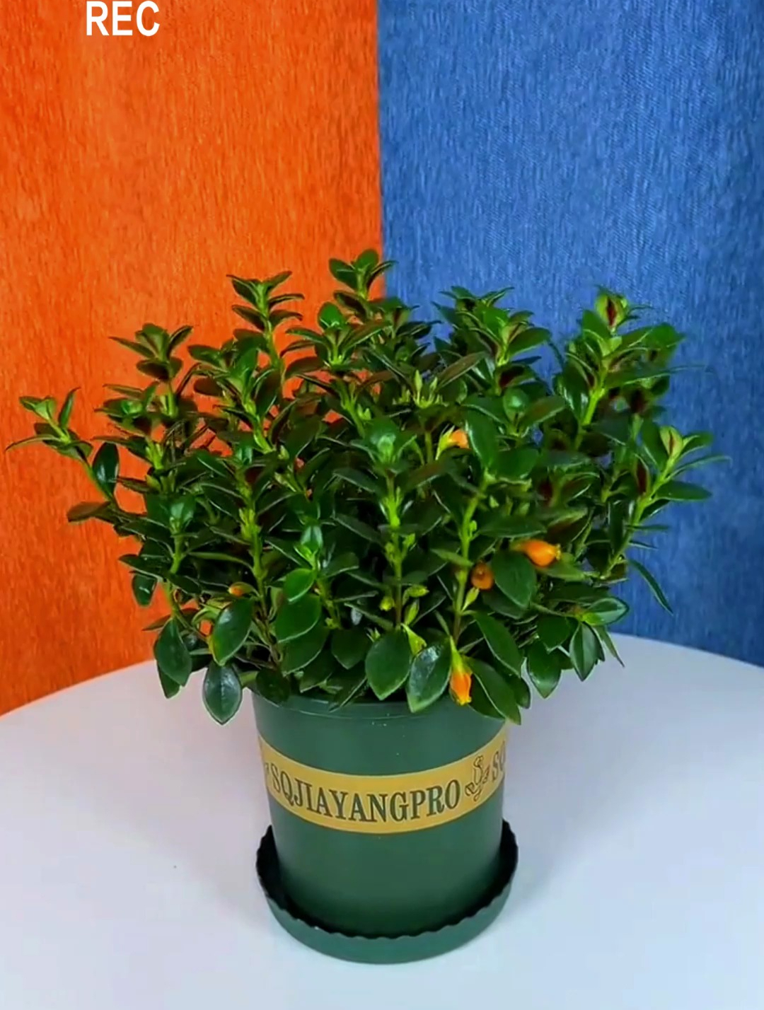 这个“金鱼花”非常独特,只要给足阳光,就会花开一年四季!