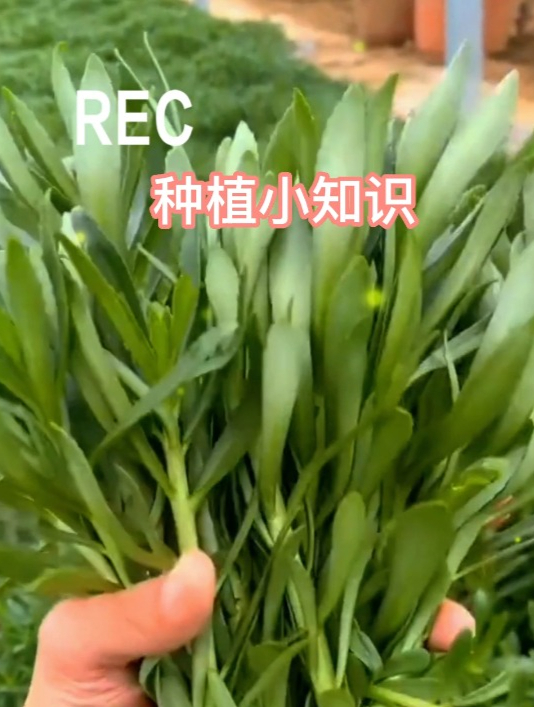 神奇的蔬菜“羽衣甘蓝”,做法比吃肉还香,营养非常丰富