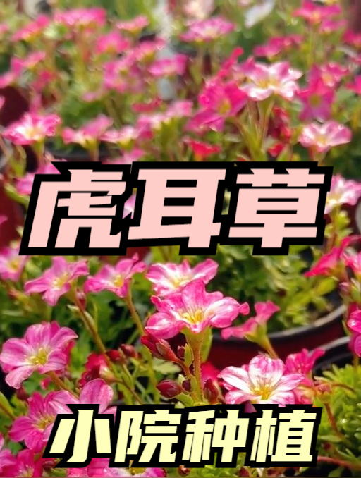 把1棵虎耳草养得开花停不下来,小王教您方法,花开四季!