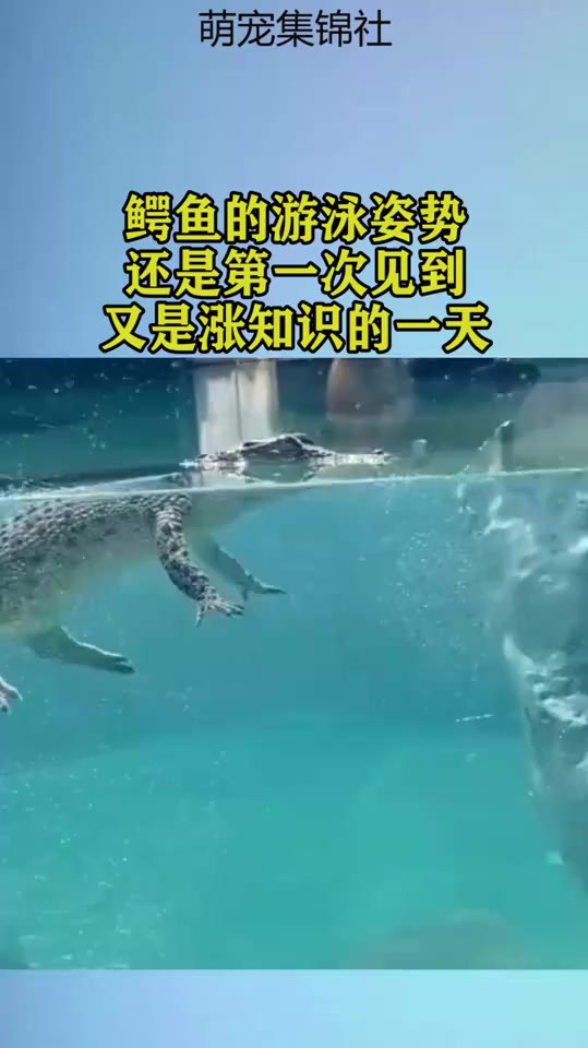 鳄鱼的游泳姿势,还是第一次见到,又是涨知识的一天
