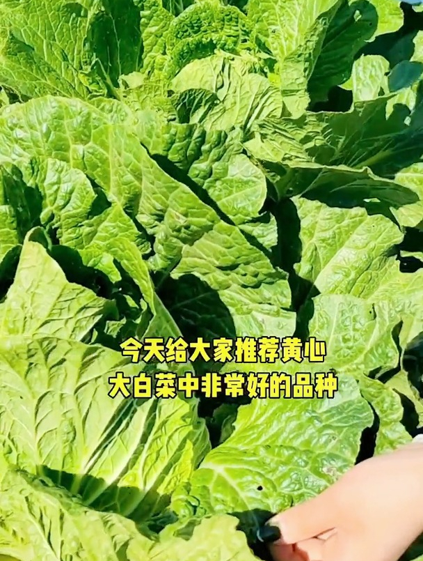 黄心大白菜什么时间种植好?农谚老话道种植最佳时间,早看早知道