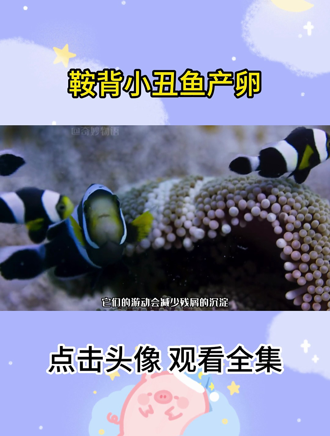 鞍背小丑鱼产卵