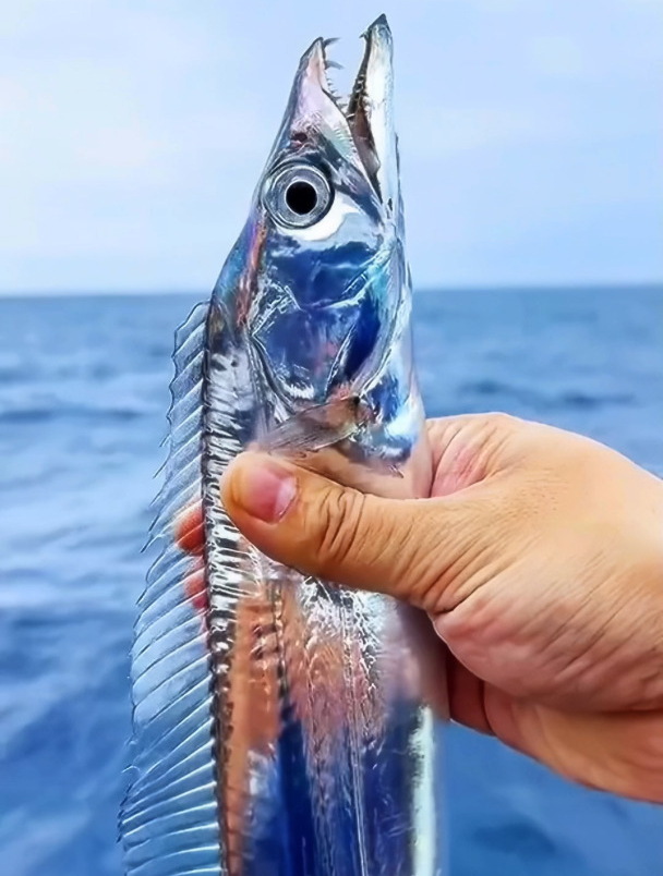 你有见过活着的带鱼吗?