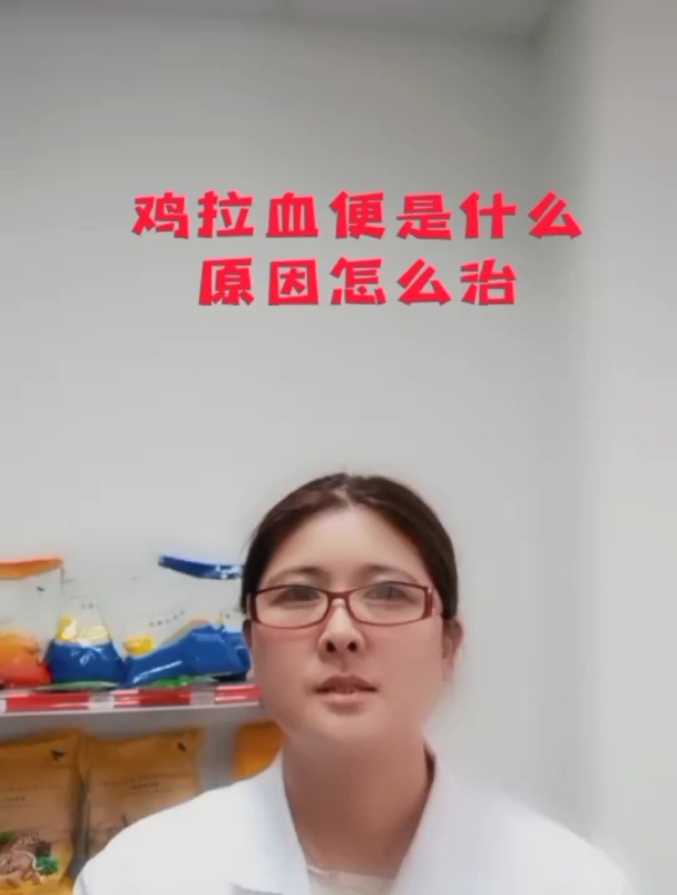 禽医玲兰姐谈小鸡拉血什么原因怎么治疗