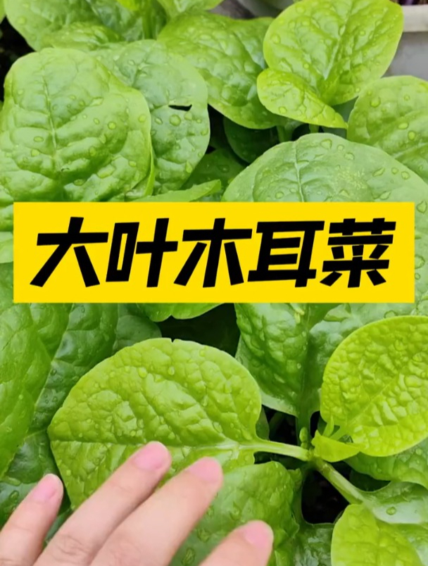 农村这种蔬菜,叶子长的像猪耳,爬藤能力强,生吃凉拌脆嫩爽口