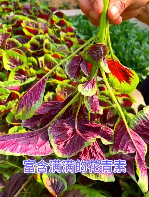 苋菜在南方为何这么受欢迎?看看它价值与营养就明白了!