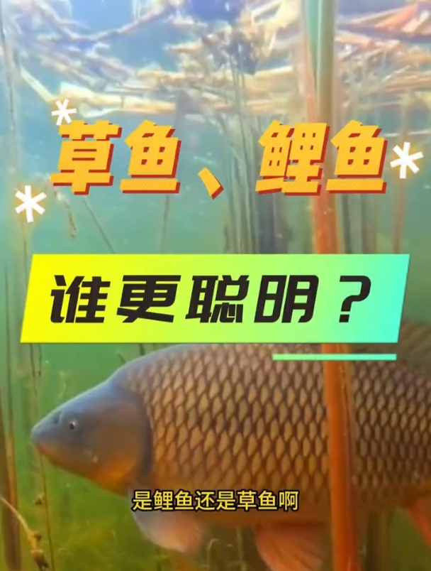 鲤鱼和草鱼谁更难钓一些?鲤鱼真的比草鱼更“聪明”吗?