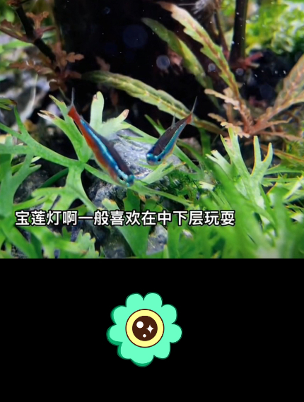 新手草缸养什么鱼好?最好养活的几种热带鱼,超级抗打还爱群游