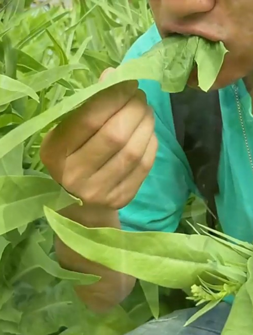 火锅涮菜的常客“油麦菜”,生吃脆嫩香甜,关键是不爱生虫!