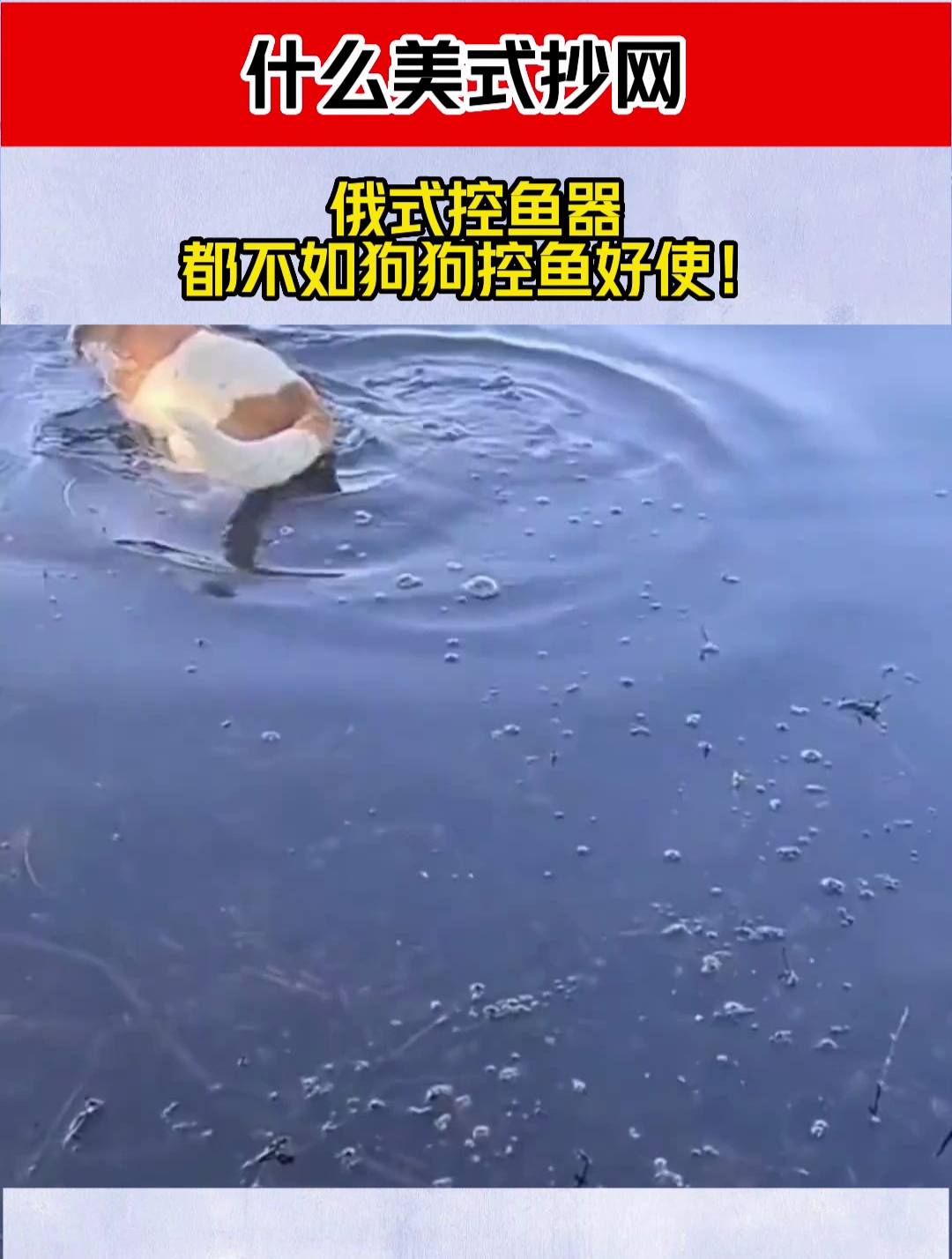 什么美式抄网 俄式控鱼器,都不如狗狗控鱼好使!