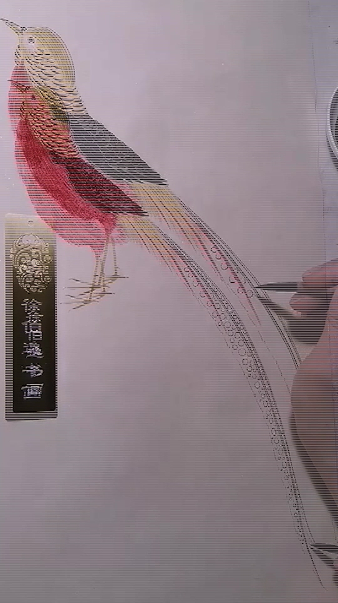 画一只红腹锦鸡,寓意前程似锦