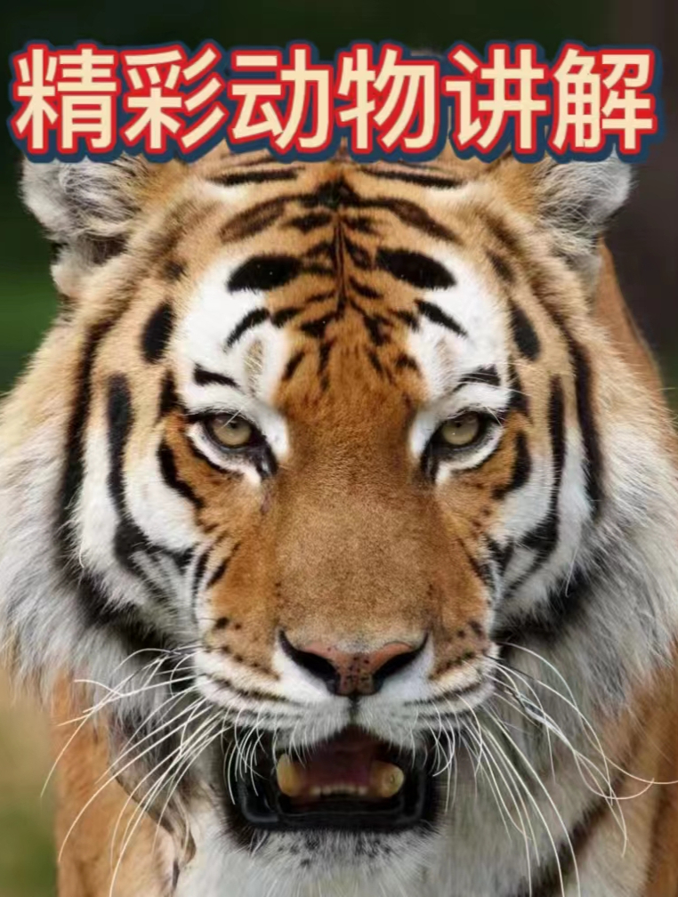 男子掰开鳄鱼嘴,里面居然住着一个“异物”,这是个什么鬼?