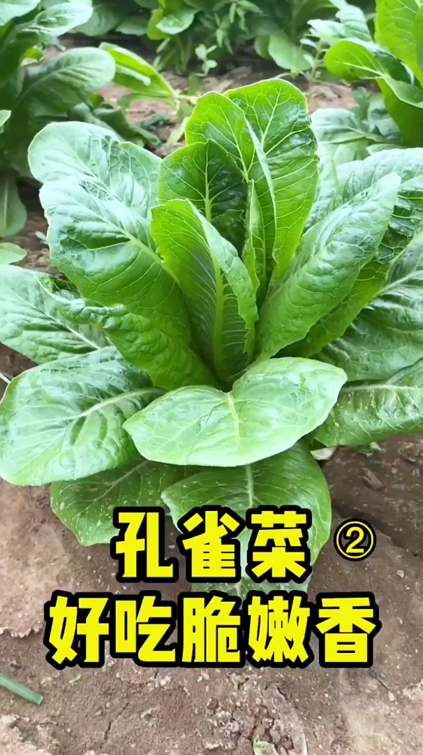 它比普通蔬菜更鲜嫩,种一次吃一夏,蘸酱生吃炒菜都好吃!