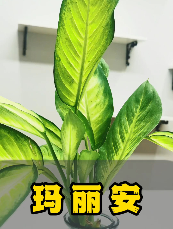 一款大叶的观叶植物,玛丽安万年青