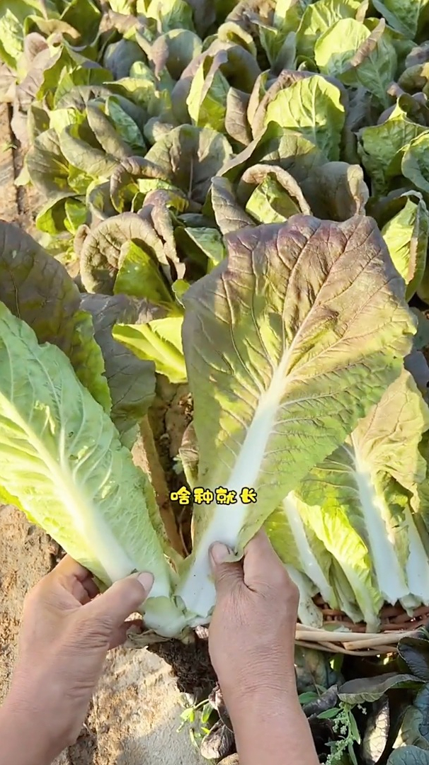 它就是适合六月种子的紫快菜,营养价值高,有的朋友都没有见过!
