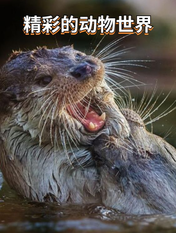 实拍小鸡出壳全过程,该视频没做任何加工,很真实3