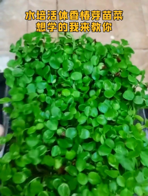 来看一下水培活体香椿芽苗菜,就说种植质量牛不牛,想学的来教你