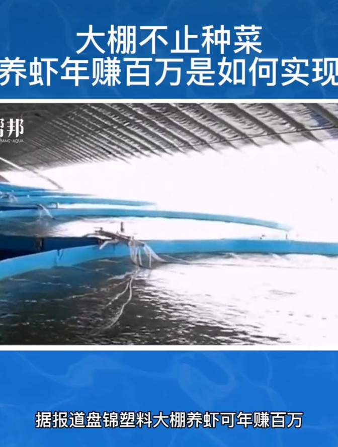 盘锦大棚不仅可以种菜 养虾如何年赚百万