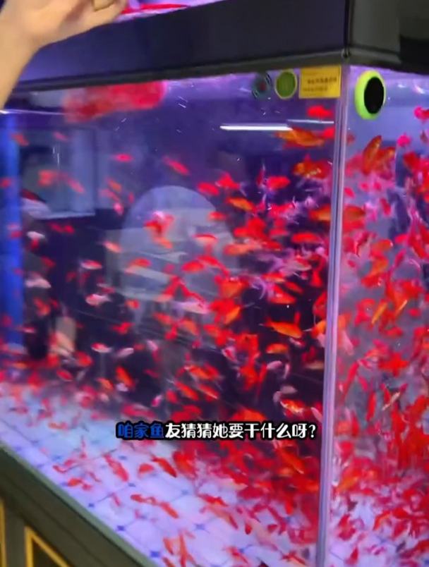 如果鱼友儿们饲养的是,大型食肉观赏鱼,需要定期补充维生素