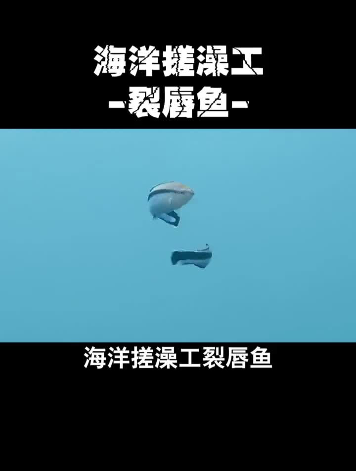 你还知道哪些海洋生物做的也是服务行业海洋生物