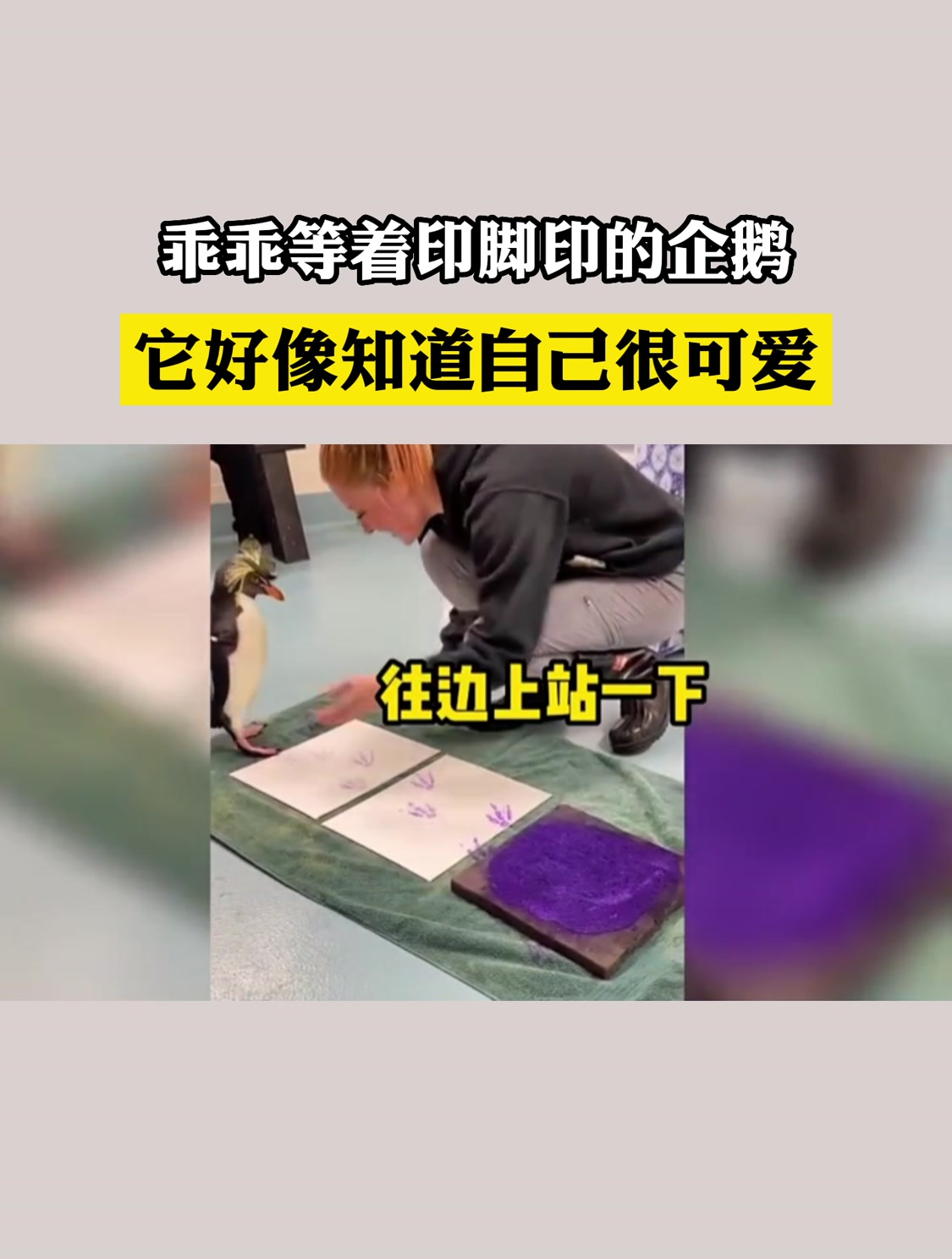 乖乖等着印脚印的企鹅,它好像知道自己很可爱