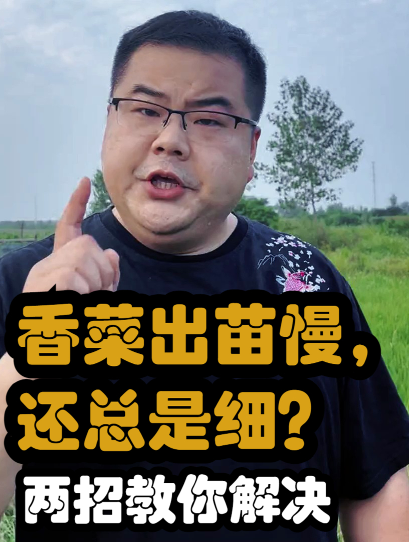 为什么你种的香菜出苗慢,还总是细?两招教你解决