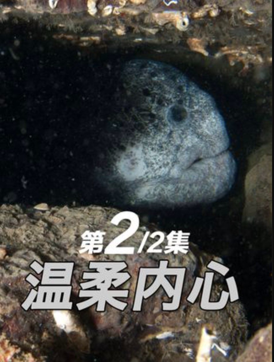 狼鳗长相虽恐怖丑陋却温柔又专情 夫妻相伴一生抚养一堆孩子(下)