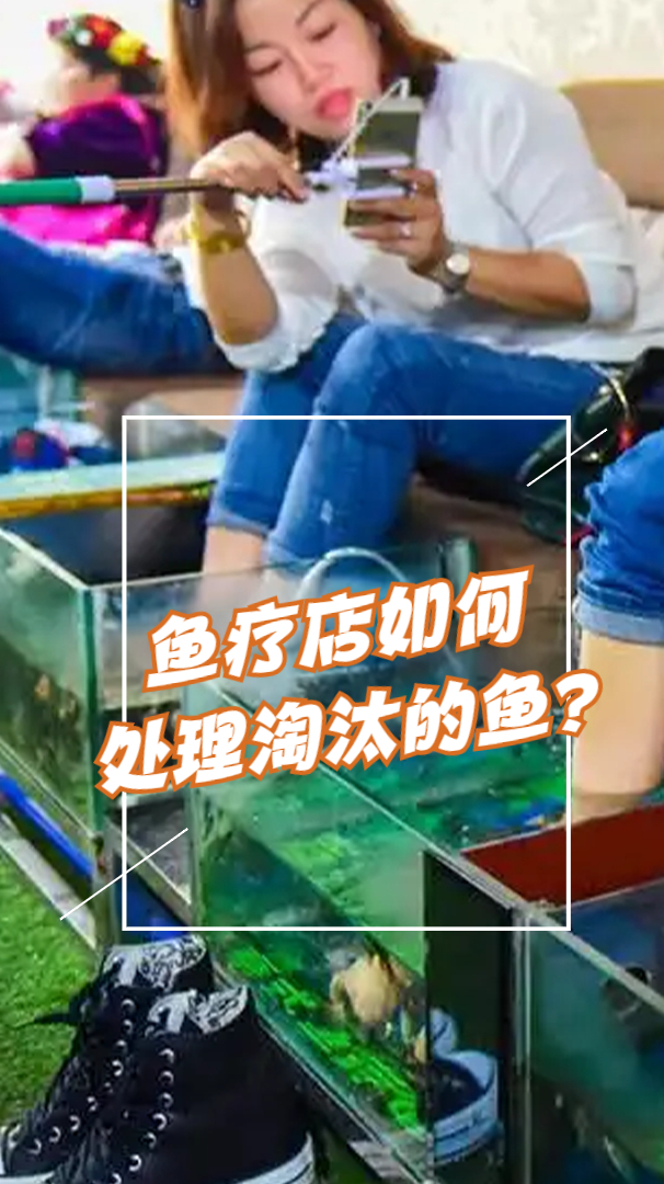 鱼疗店的鱼最后都去哪了?真的是啃完脚皮后,被送上了餐桌吗?
