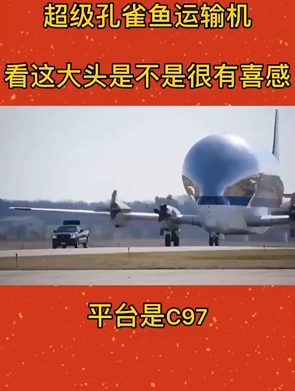 超级孔雀鱼运输机,看这大头是不是很有喜感?